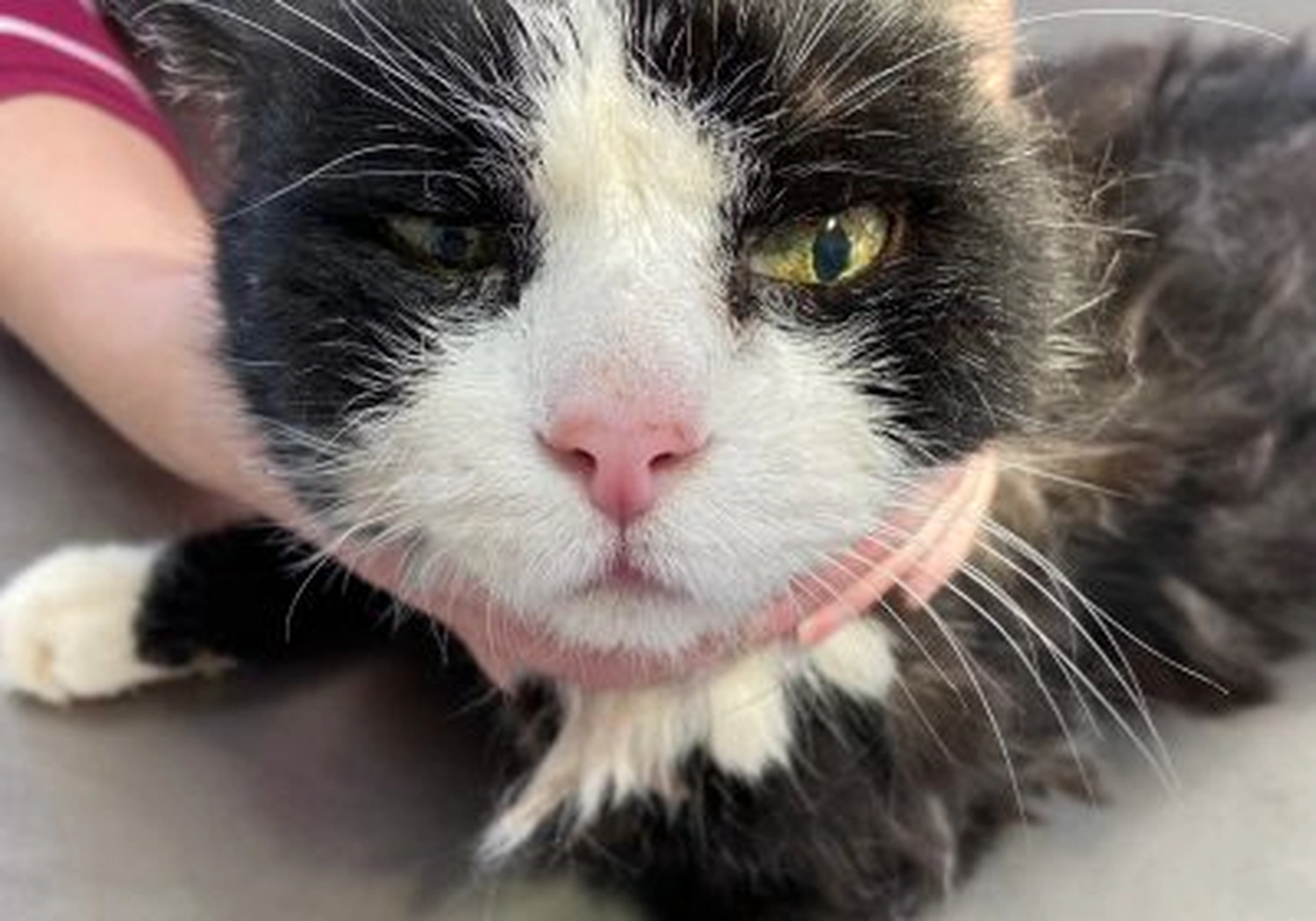 Tierschutzorganisation Arche 90 e.V. - Katze