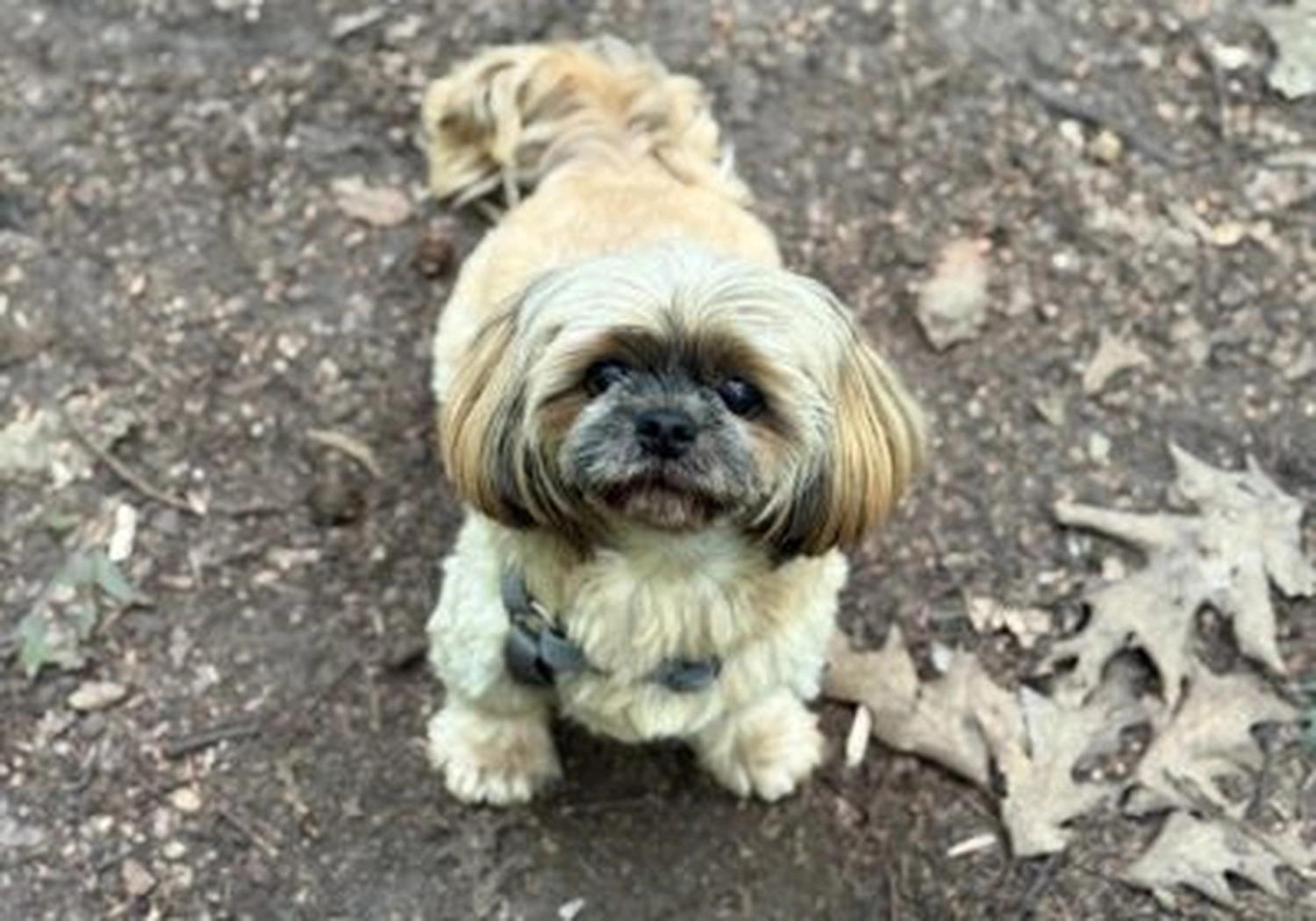 Tierschutzorganisation Arche 90 e.V. - Lilly Hund