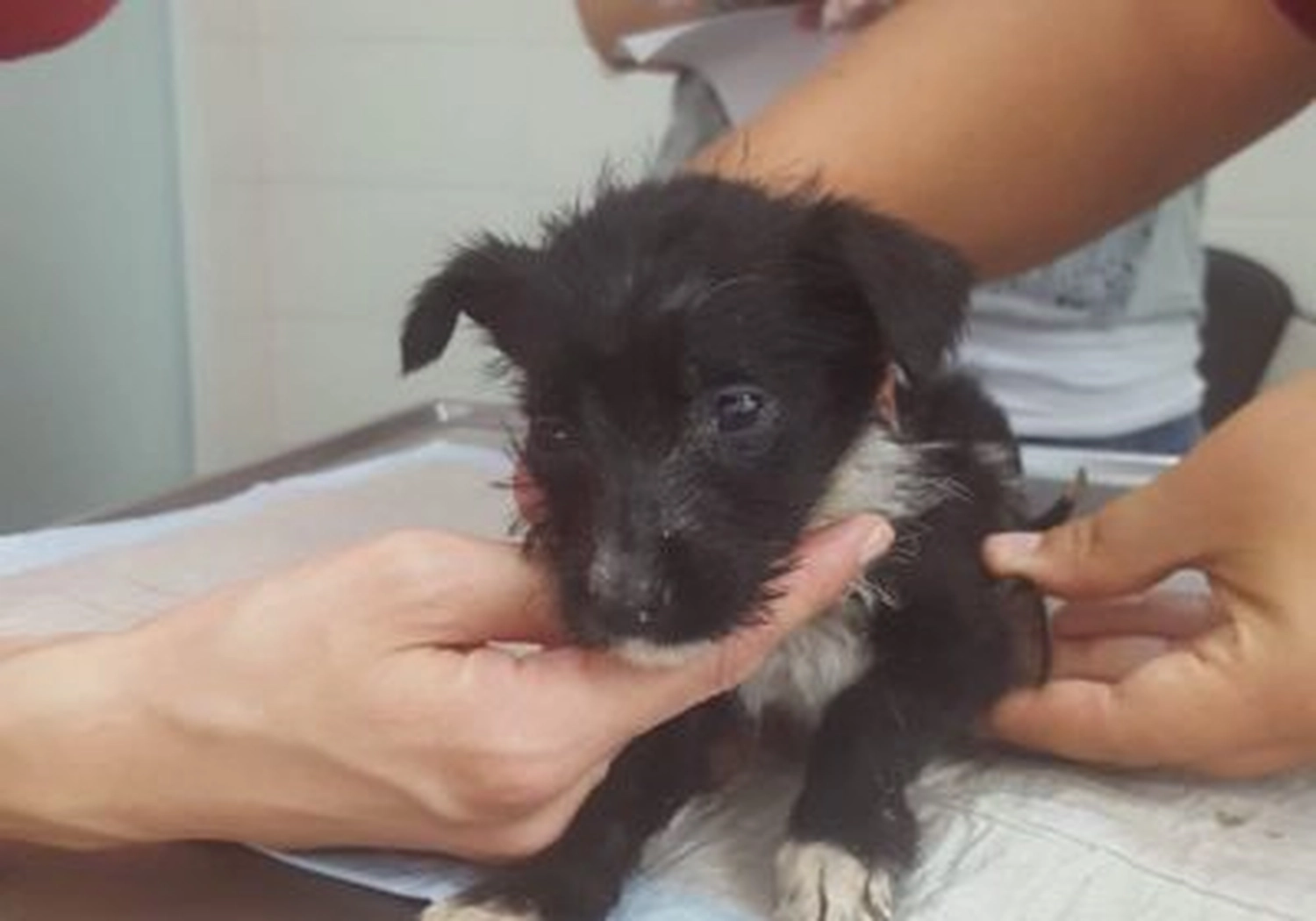 Tierschutzorganisation Arche 90 e.V. - Hund