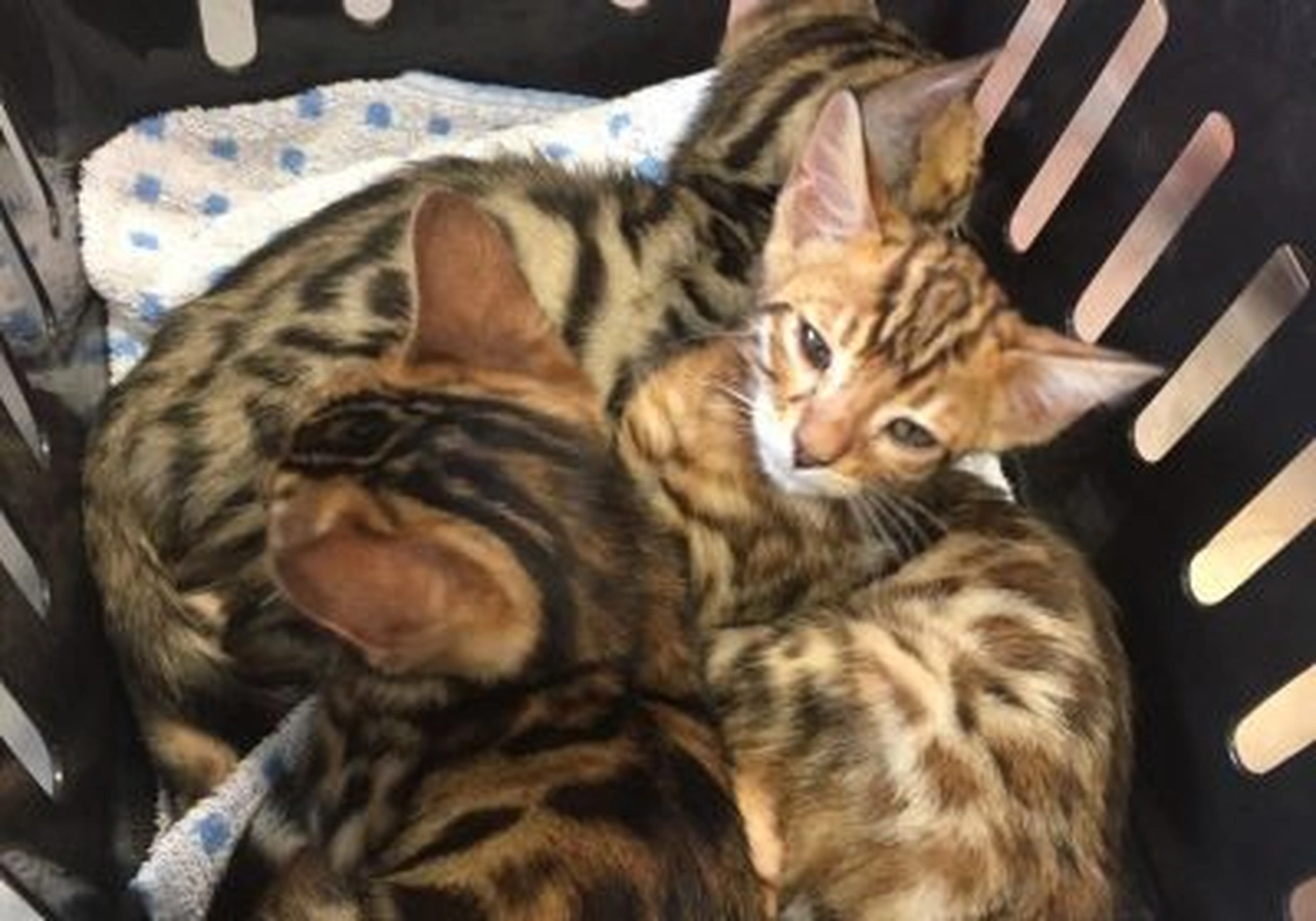 Tierschutzorganisation Arche 90 e.V. - Katzen