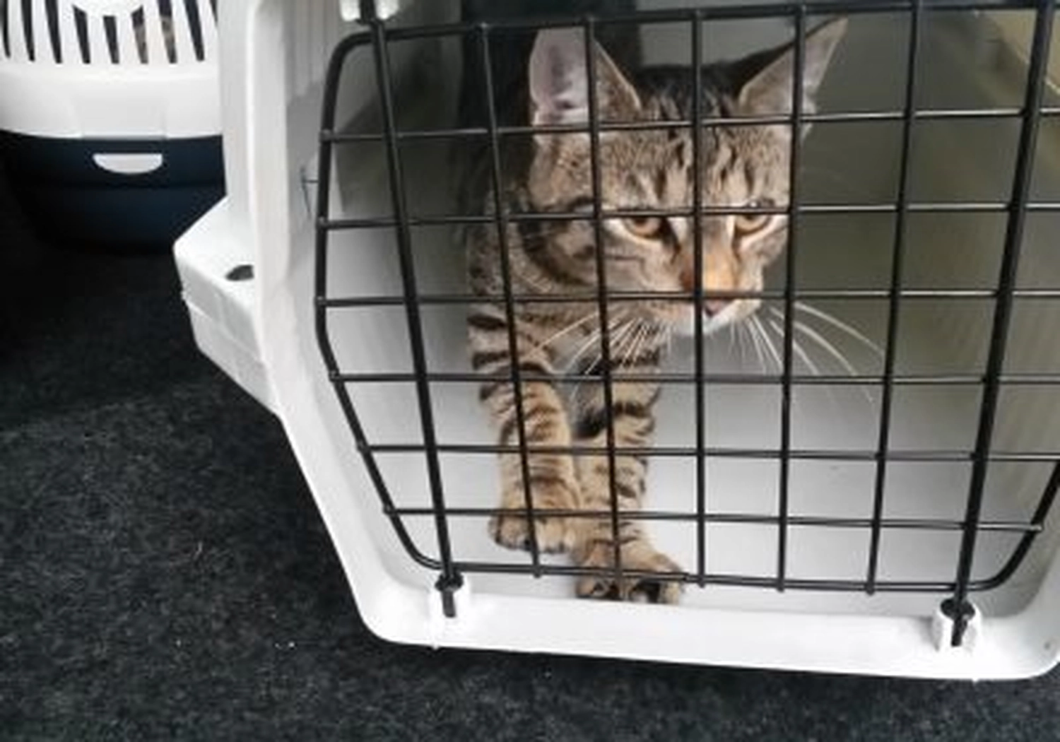 Tierschutzorganisation Arche 90 e.V. - Nahaufnahme einer braungetigerten Katze mit wachen Augen, die durch die schwarze Drahttür einer weißen Transportbox für Haustiere schaut.