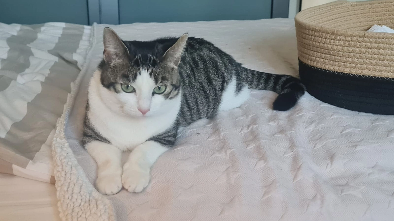 Tierschutzorganisation Arche 90 e.V. - Bella Katze