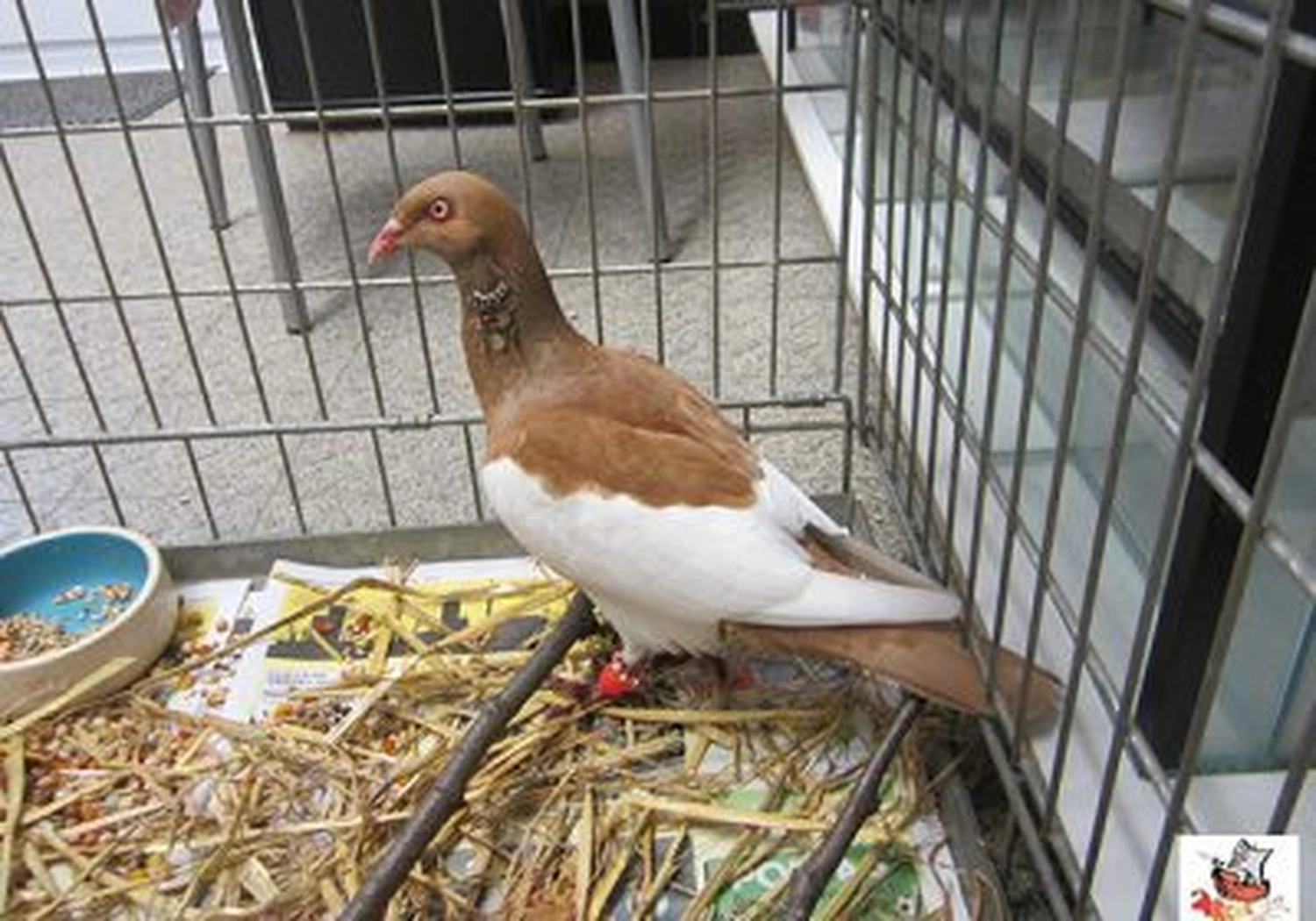 Tierschutzorganisation Arche 90 e.V. - Eine braun-weiße Haustaube steht in einem mit Stroh ausgelegten Drahtkäfig, aus einem leicht erhöhten Winkel aufgenommen.