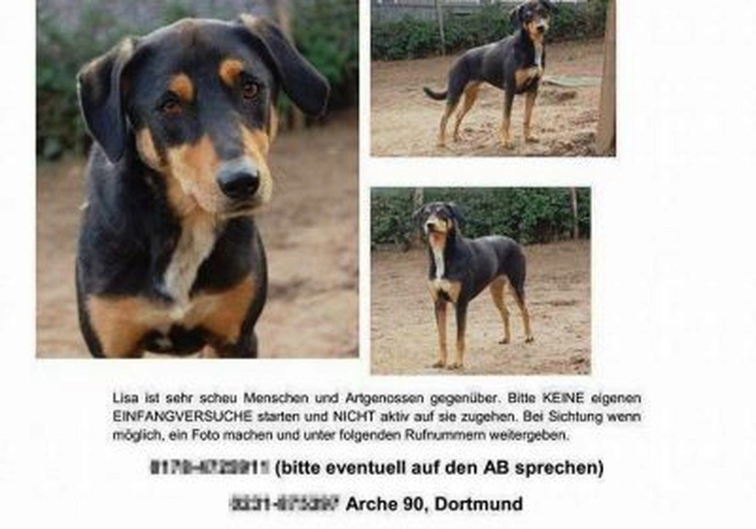 Tierschutzorganisation Arche 90 e.V. - Ein Suchplakat für einen vermissten Hund mit drei Fotos der schwarz-braunen Hündin Lisa, einer deutschen Beschreibung und Notfallnummern.