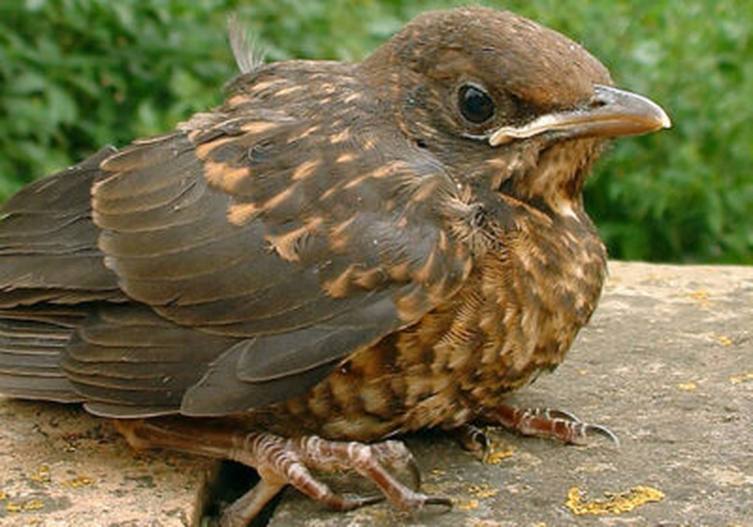 Tierschutzorganisation Arche 90 e.V. - Jungvögel