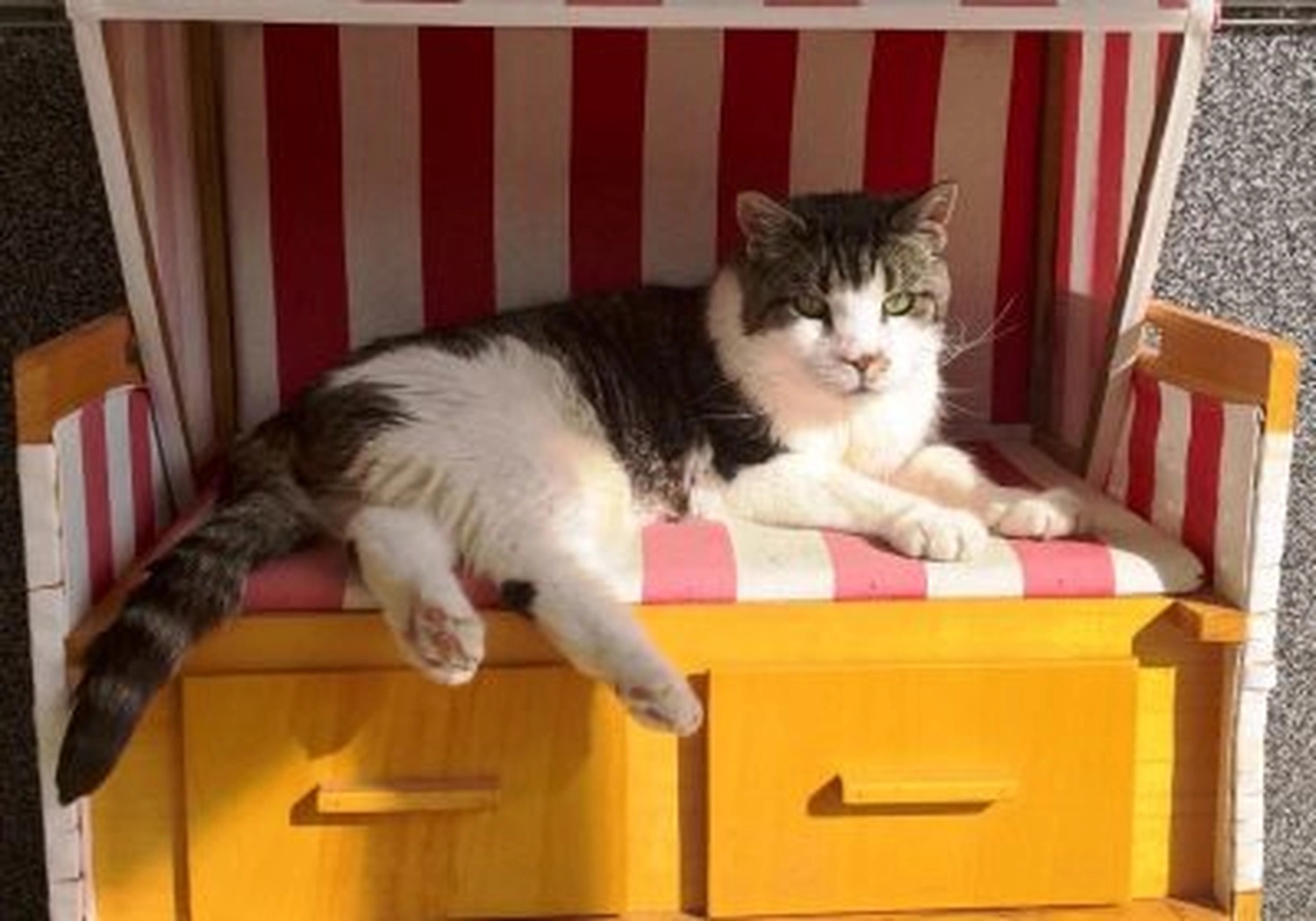 Tierschutzorganisation Arche 90 e.V. - Elvis katze