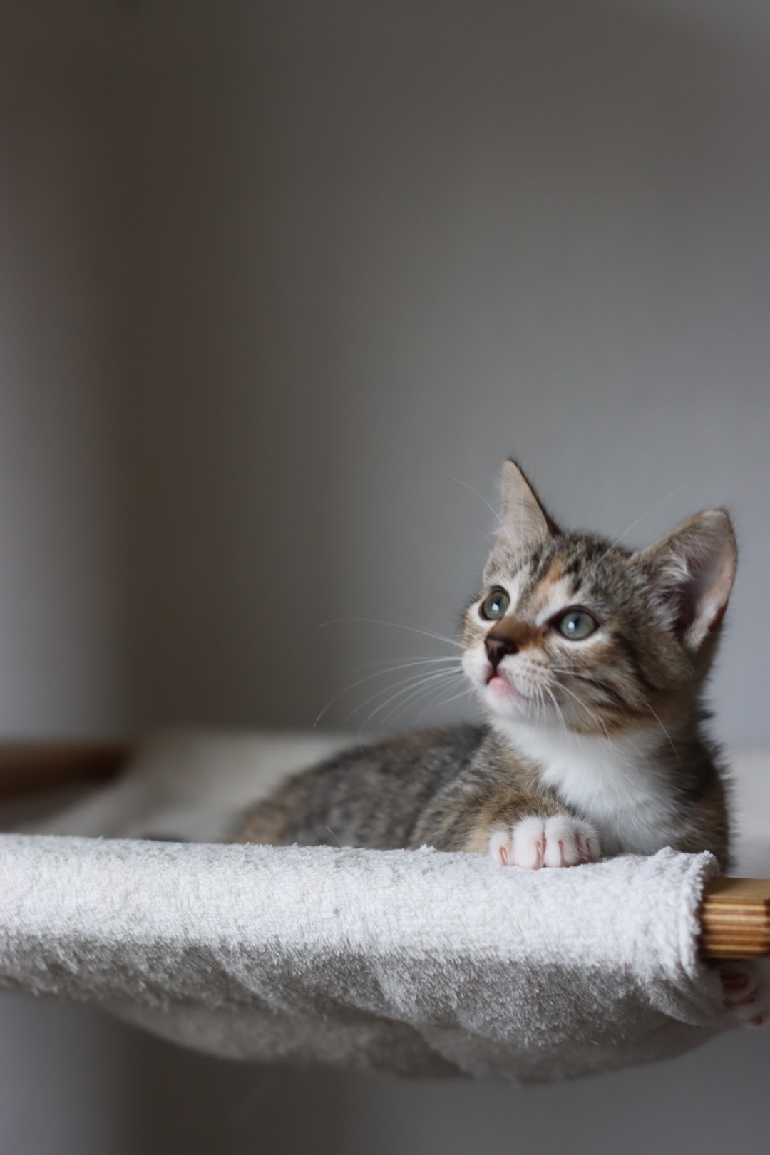 Katze Uschi, 9 Wochen