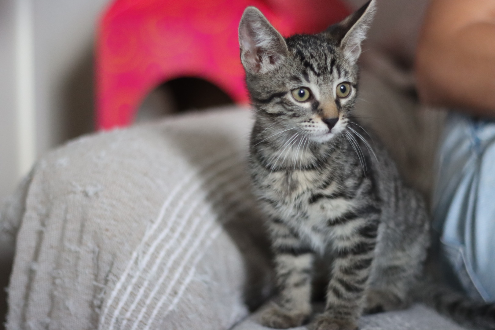 Kater Brösel, 9 Wochen