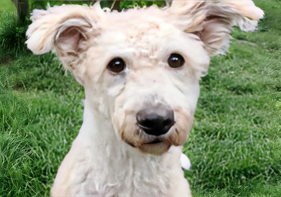 Tierschutzorganisation Arche 90 e.V. - Weißer Hund