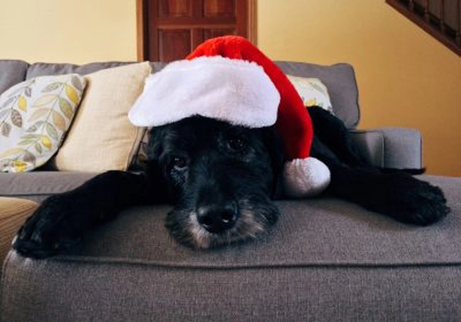 Tierschutzorganisation Arche 90 e.V. - Hund mit Weihnachtsmütze auf dem Sofa