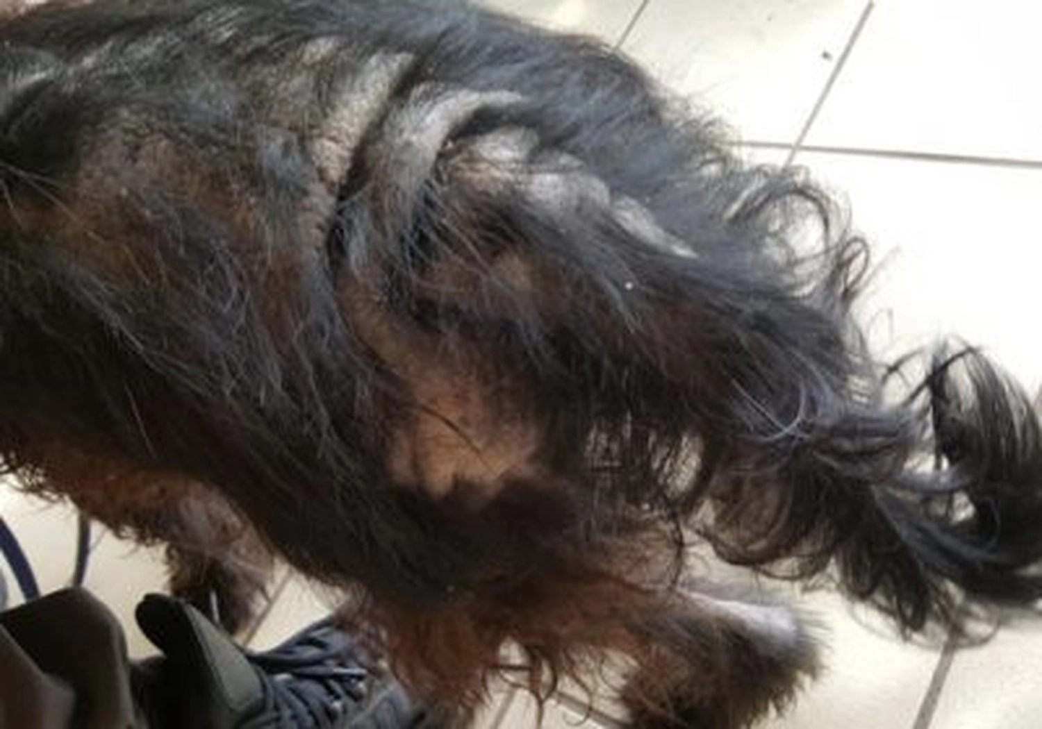 Tierschutzorganisation Arche 90 e.V. - Tote und stark vernachlässigte Tiere in Müllwohnung