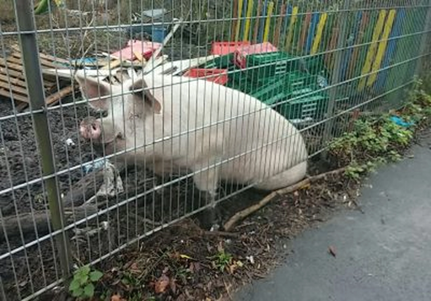 Tierschutzorganisation Arche 90 e.V. - Ein großes weißes Schwein steht hinter einem dunklen Drahtzaun auf einem gepflasterten Gehweg neben Plastikkisten.