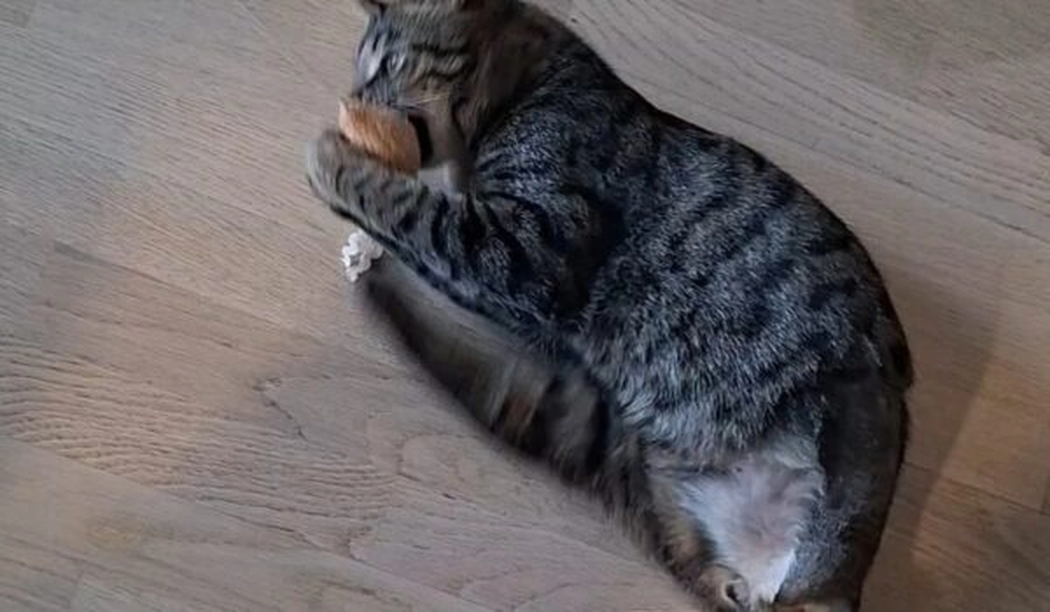 Tierschutzorganisation Arche 90 e.V. - Katze