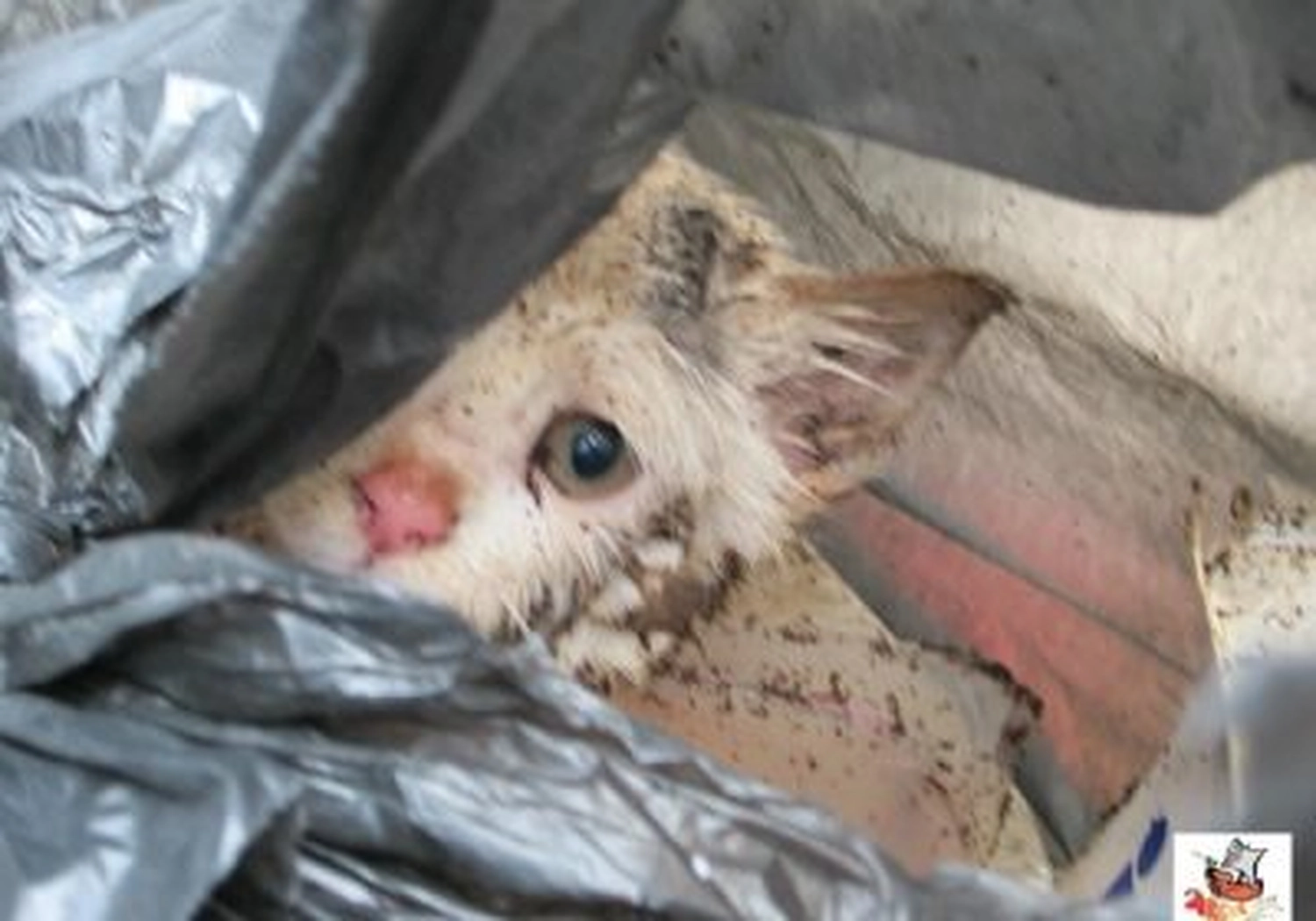 Tierschutzorganisation Arche 90 e.V. - Ein kleines, schmutziges Kätzchen schaut ängstlich aus einem dunklen Plastikmüllsack.