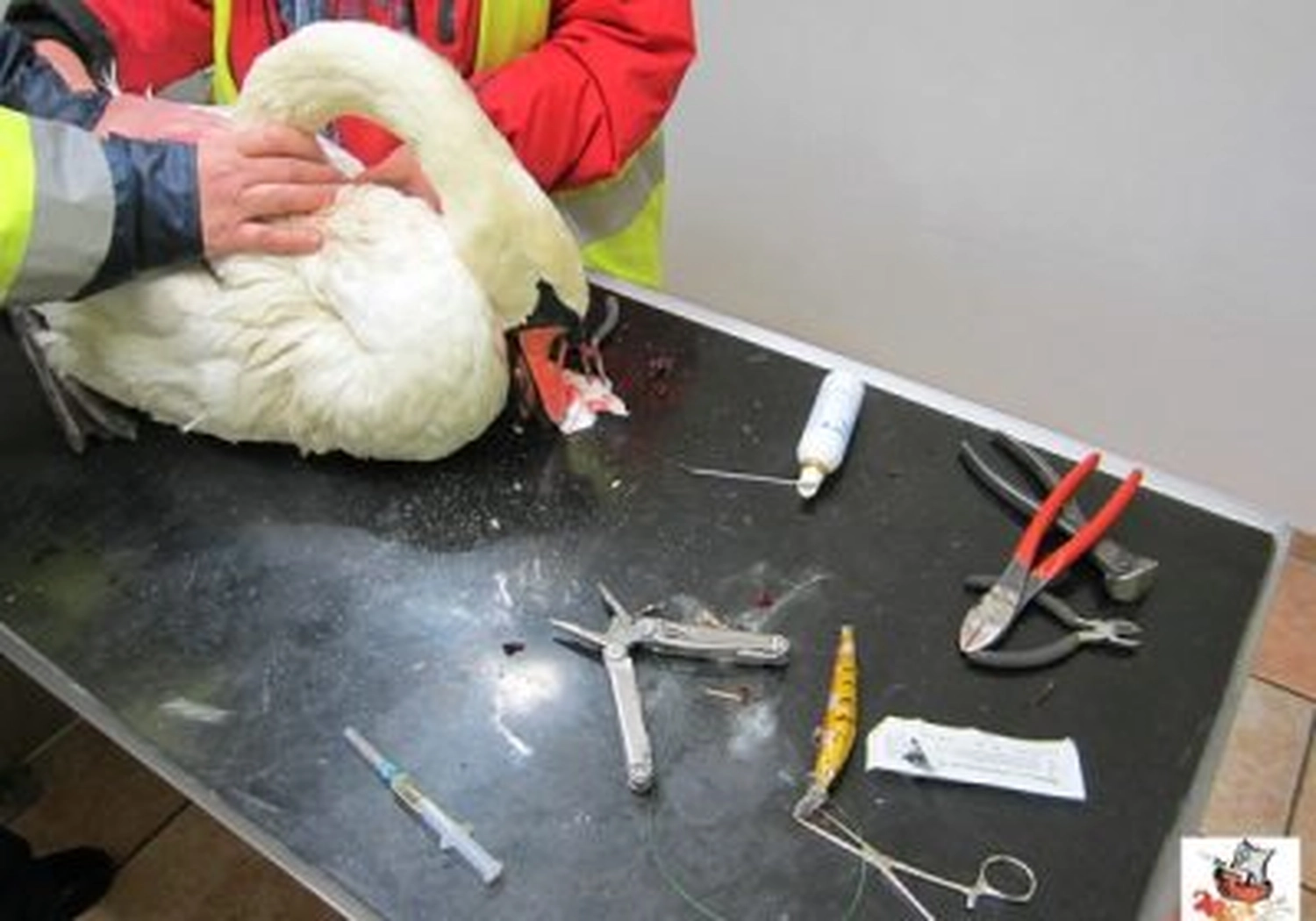Tierschutzorganisation Arche 90 e.V. - Nahaufnahme eines weißen Schwans, der auf einem Untersuchungstisch neben medizinischem Material und Instrumenten behandelt wird.
