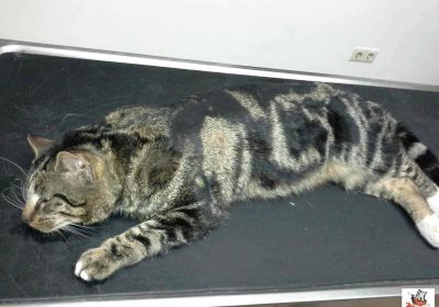 Tierschutzorganisation Arche 90 e.V. - Eine Tigerkatze mit dunklen Streifen liegt ausgestreckt auf einem dunklen Untersuchungstisch oder einer anderen dunklen Unterlage.