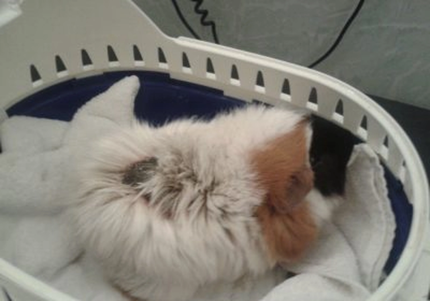 Tierschutzorganisation Arche 90 e.V. - Katze