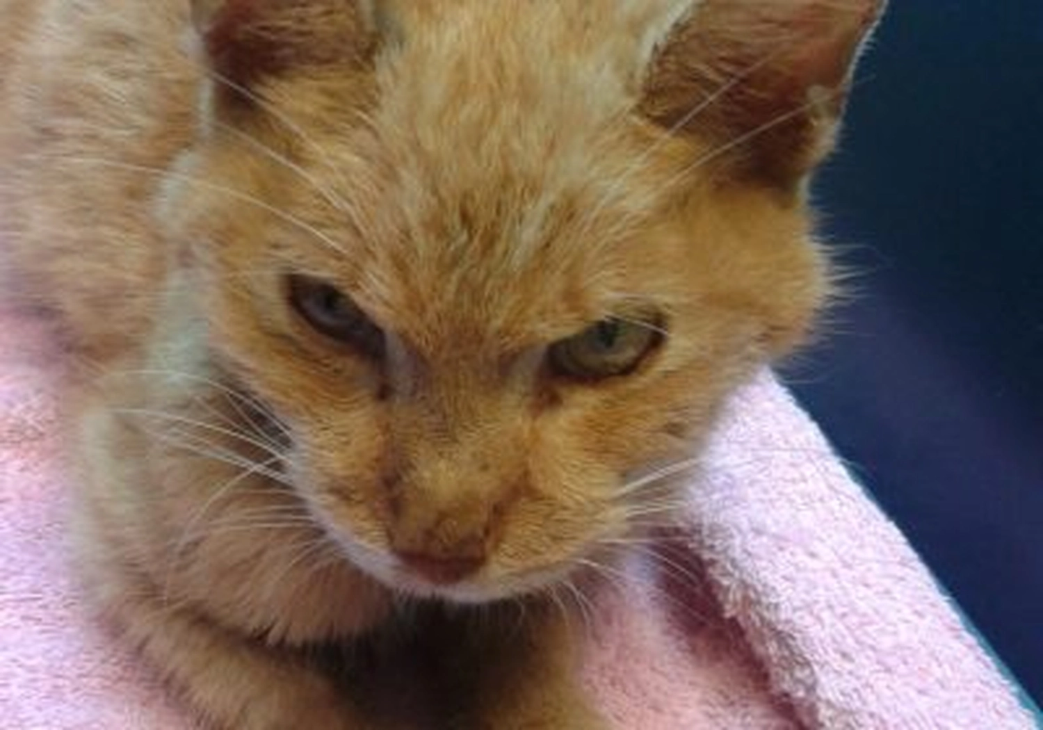Tierschutzorganisation Arche 90 e.V. - Katze