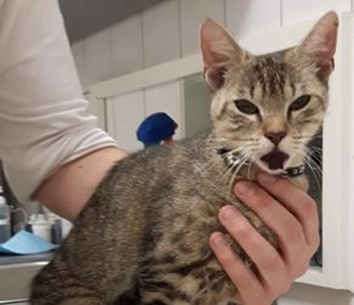 Tierschutzorganisation Arche 90 e.V. - Eine Hauskatze mit getigerter Zeichnung wird sanft von einer Person gehalten.