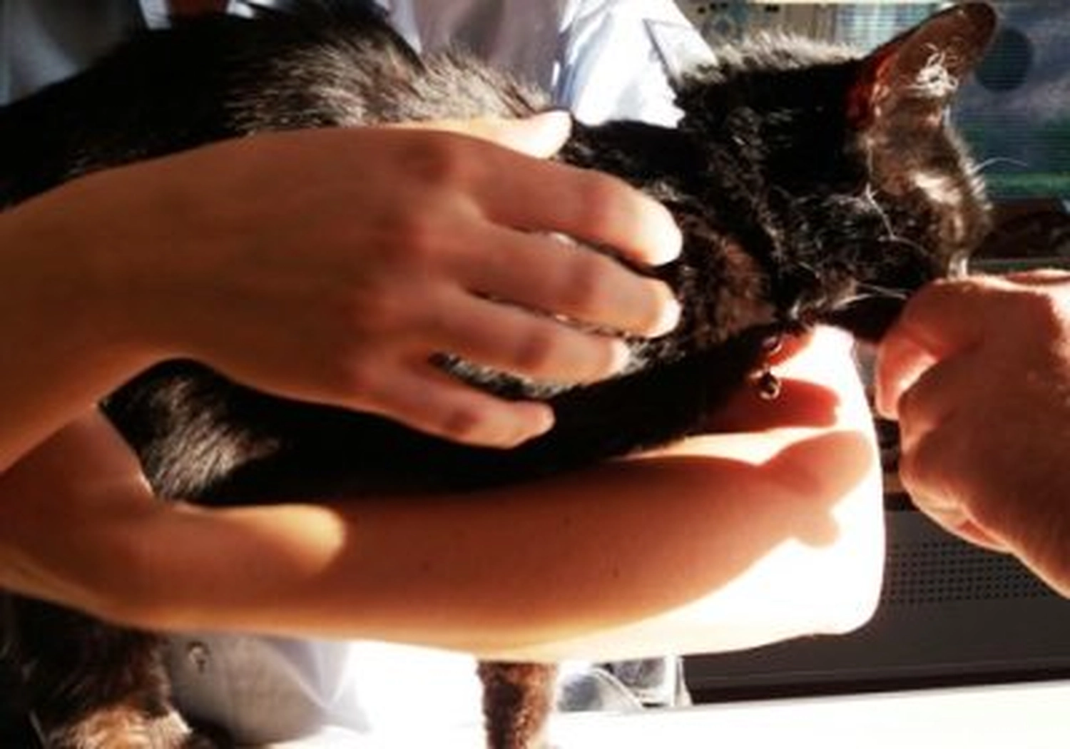 Tierschutzorganisation Arche 90 e.V. - Nahaufnahme von Händen, die sanft eine schwarze Katze streicheln.