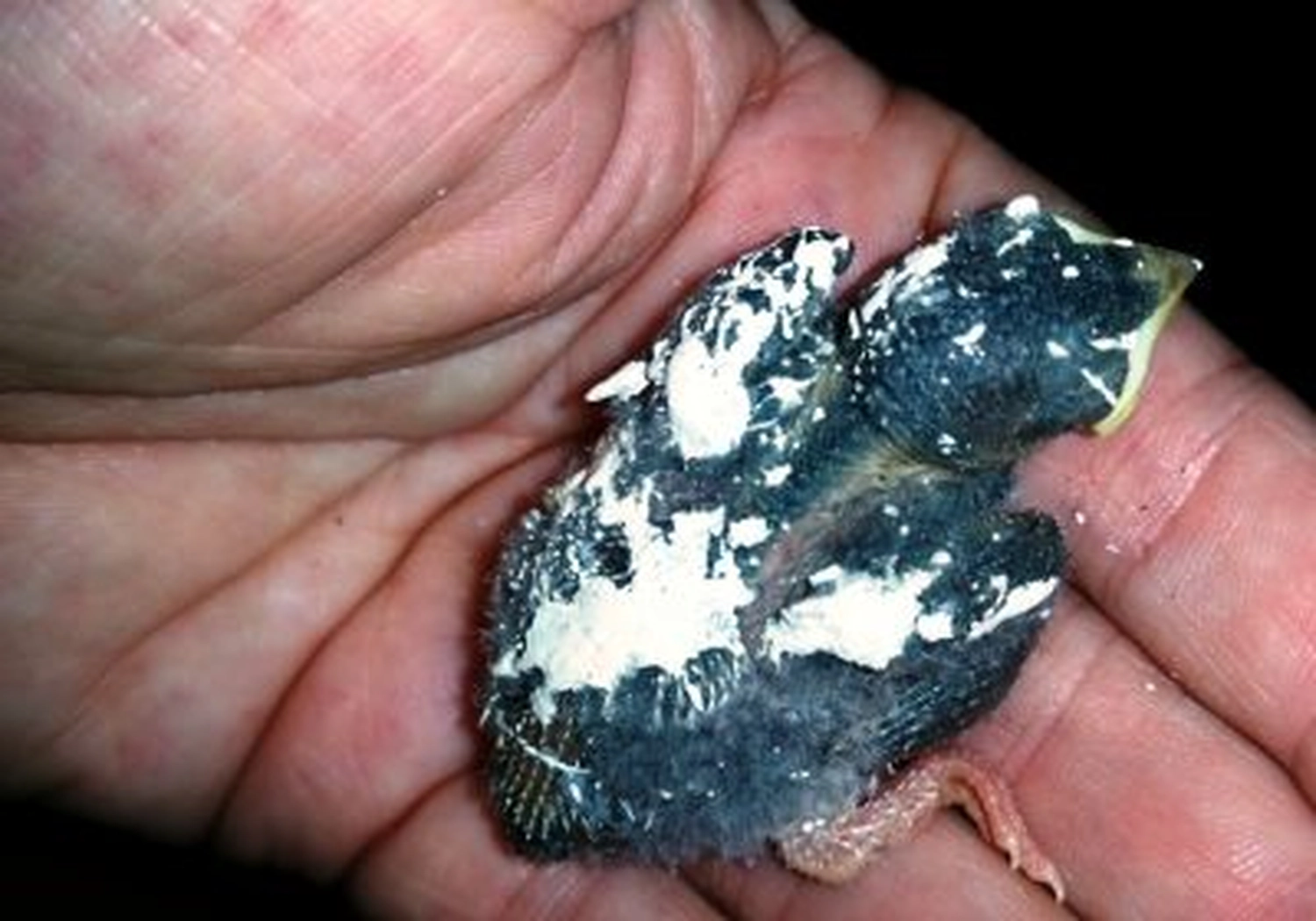 Tierschutzorganisation Arche 90 e.V. - Ein winziges, dunkles Vogelbaby mit weißen, getrockneten Flecken ruht in einer Handfläche.