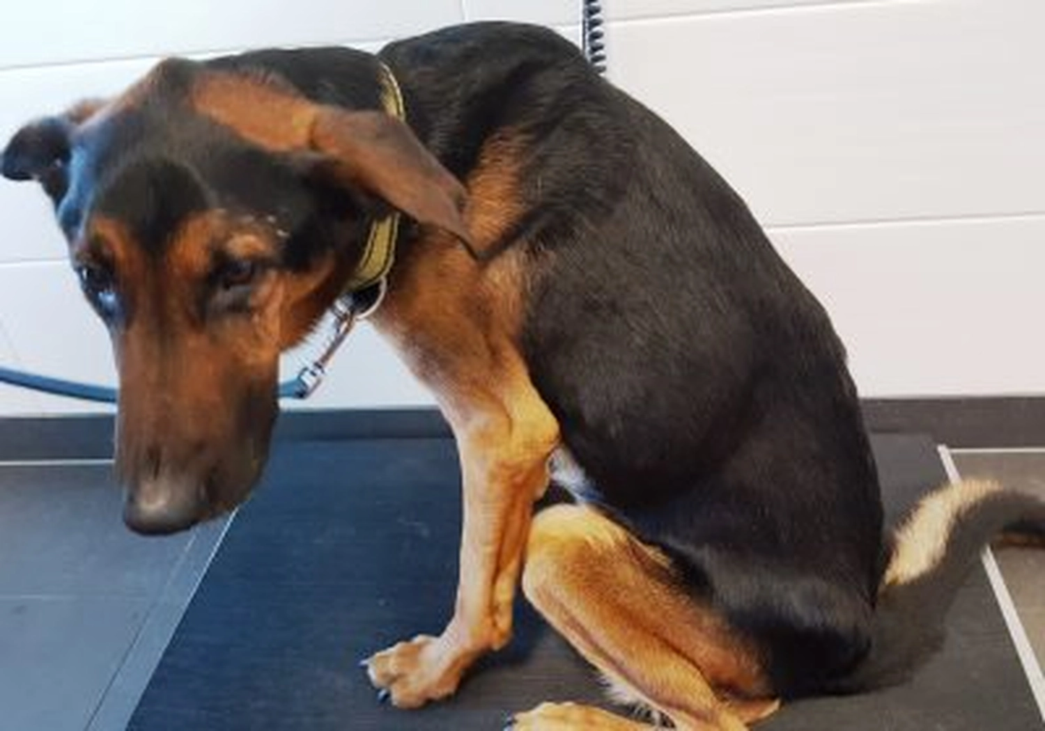 Tierschutzorganisation Arche 90 e.V. - Hund