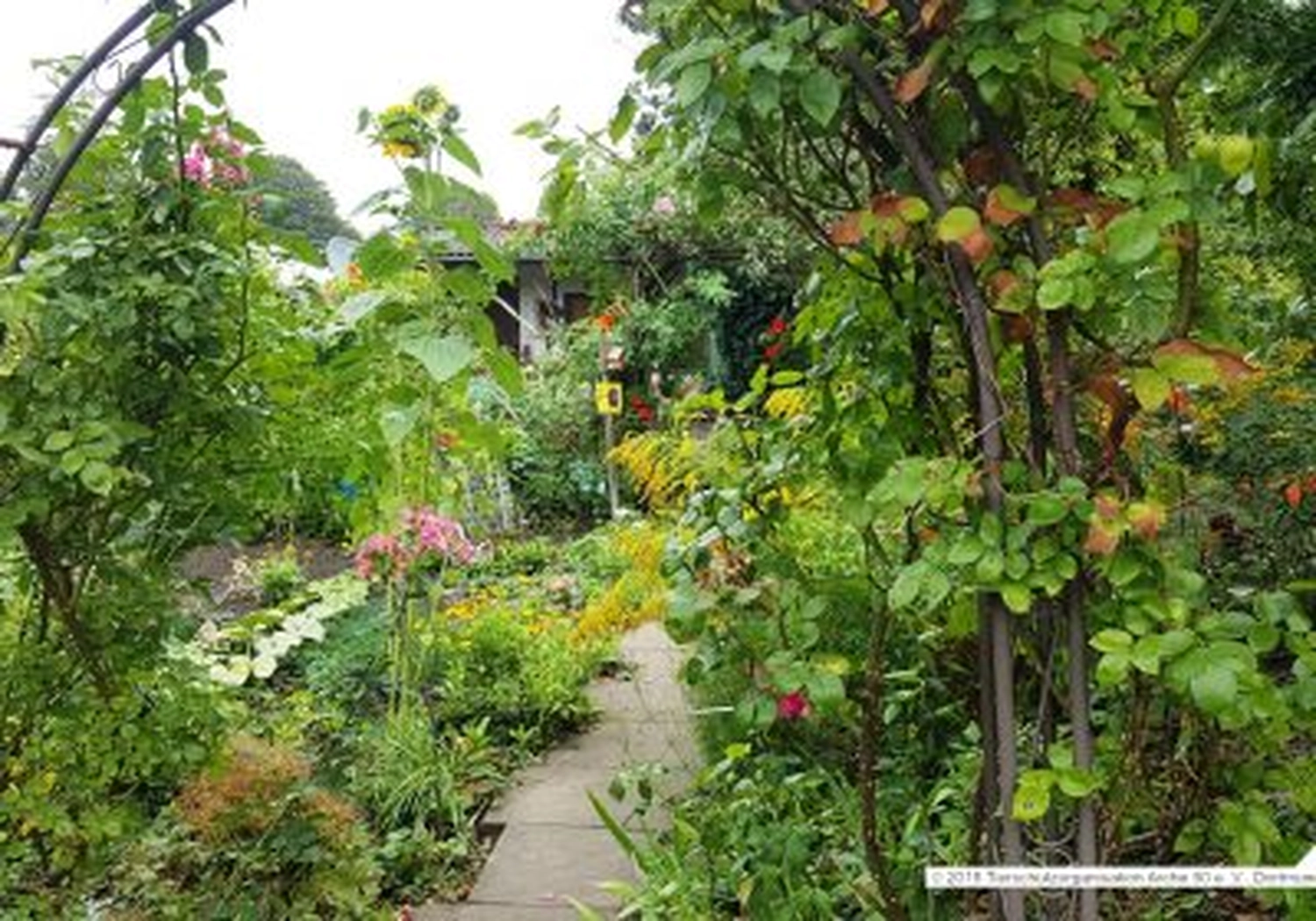 Tierschutzorganisation Arche 90 e.V. - Ein üppiger, verwilderter Bauerngarten mit einem schmalen Stein- oder Betonweg, der sich durch dichtes Laubwerk, blühende Pflanzen und hohe Gartenstrukturen schlängelt.