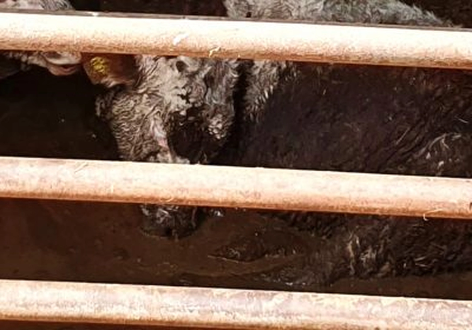 Tierschutzorganisation Arche 90 e.V. - Eine dunkelfellige Kuh hinter horizontalen Metallgittern eines Pferchs.