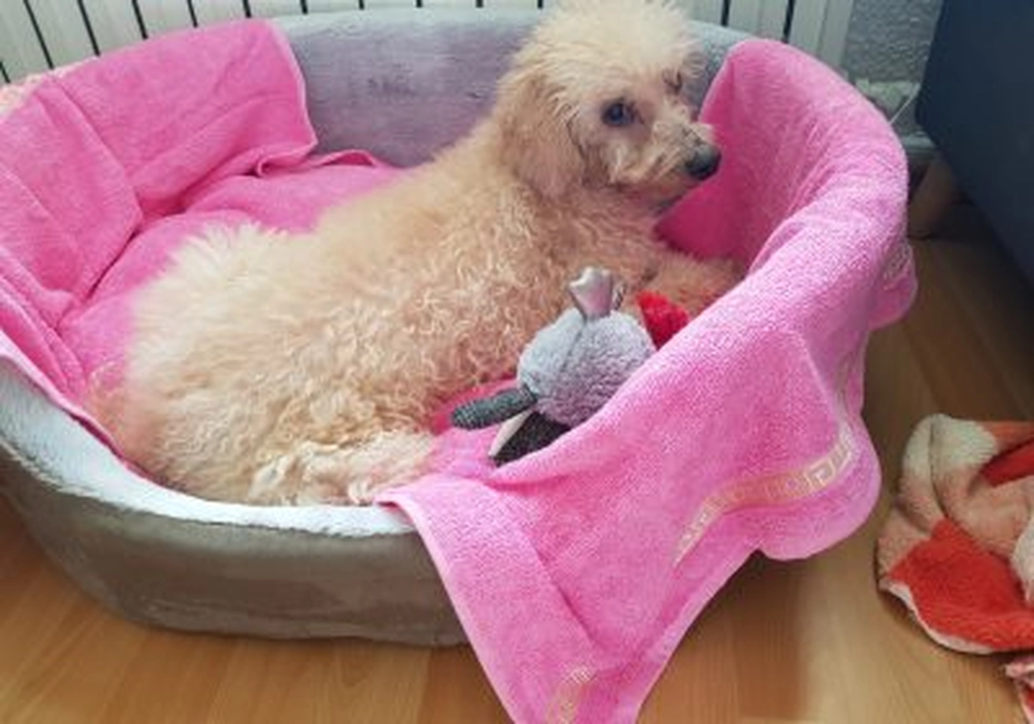 Tierschutzorganisation Arche 90 e.V. - Hund