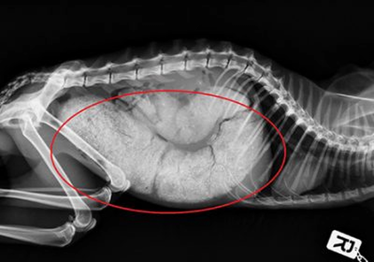 Tierschutzorganisation Arche 90 e.V. - Schwarz-weißes Röntgenbild eines Tieres, das das Skelett des Rumpfes eines kleinen Tieres zeigt. Ein großer, heller, trüber Bereich im Bauchraum ist durch ein rotes Oval hervorgehoben.