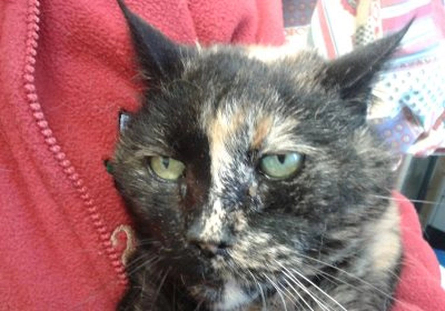 Tierschutzorganisation Arche 90 e.V. - Nahaufnahme einer flauschigen Schildpattkatze mit grünen Augen, die geradeaus schaut.