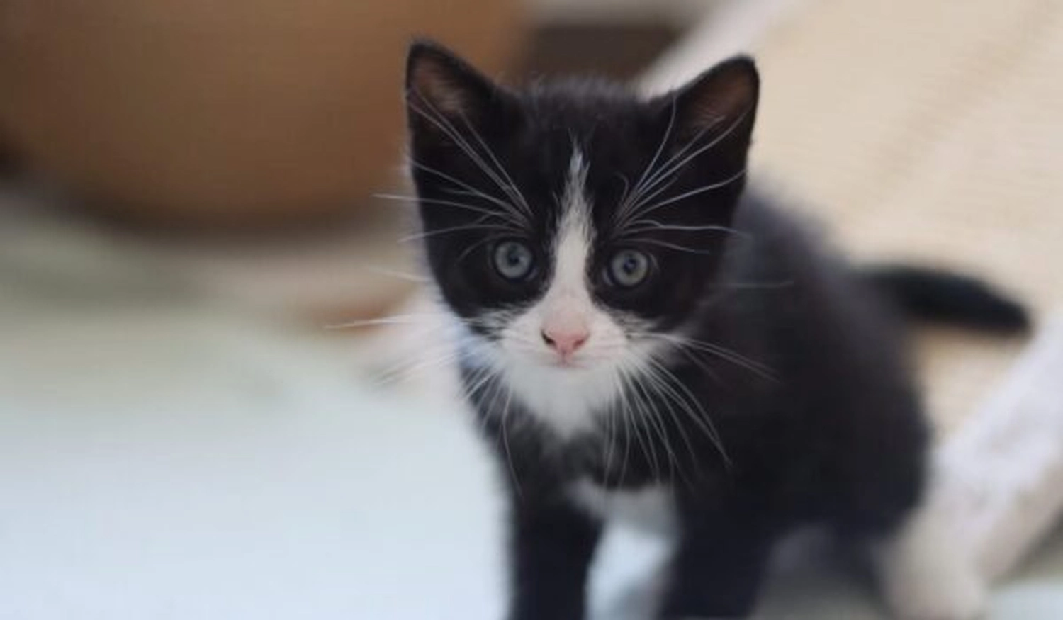 Tierschutzorganisation Arche 90 e.V. - kleine schwarz-weiße Katze