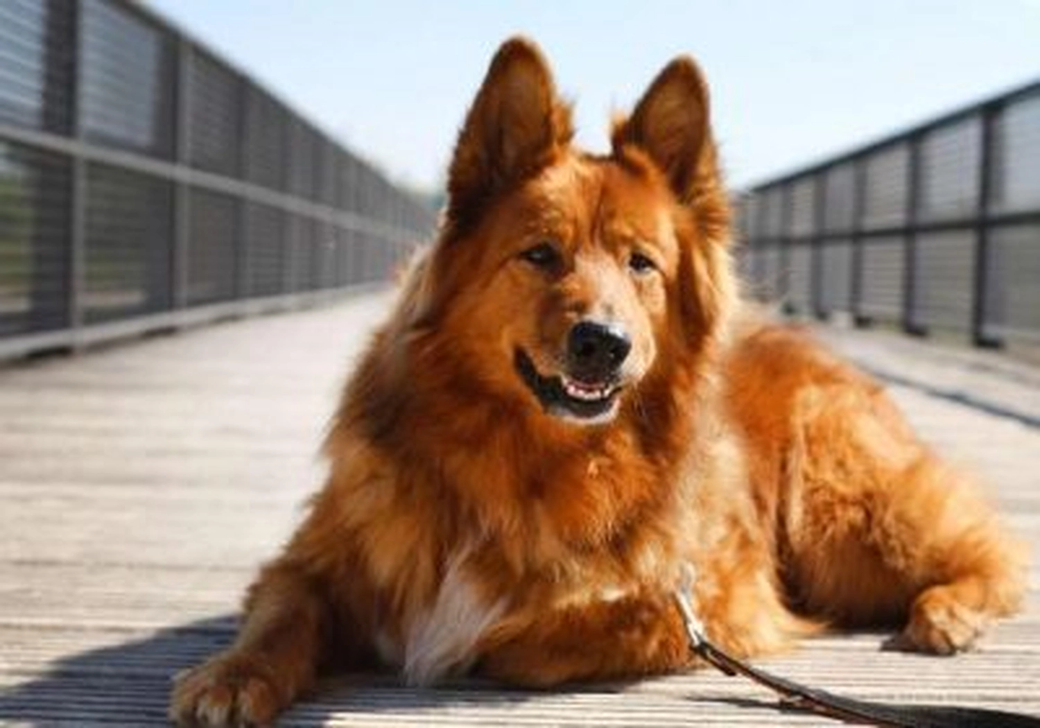 Tierschutzorganisation Arche 90 e.V. - Hund