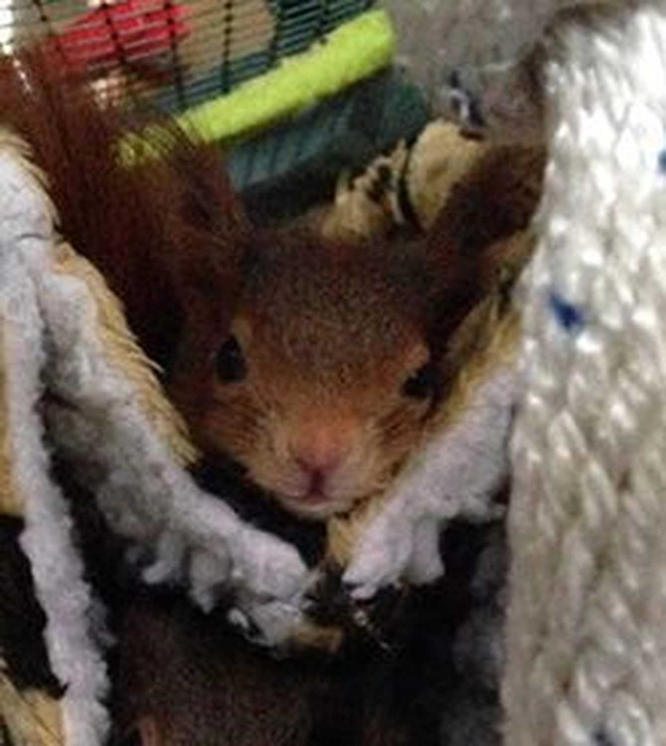 Tierschutzorganisation Arche 90 e.V. - Nahaufnahme eines kleinen, braunen Eichhörnchens mit dunklen Augen, die hervorschauen. Aus den Falten einer weichen, gemusterten Decke oder eines Fleece-Nests.