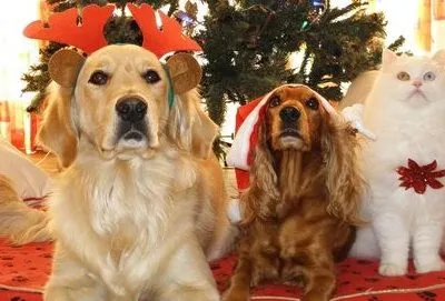 Tierschutzorganisation Arche 90 e.V. - Hunde feiern Weihnachten