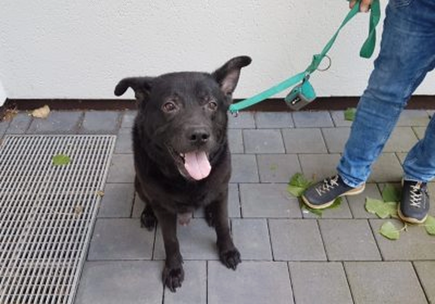 Tierschutzorganisation Arche 90 e.V. - Hund