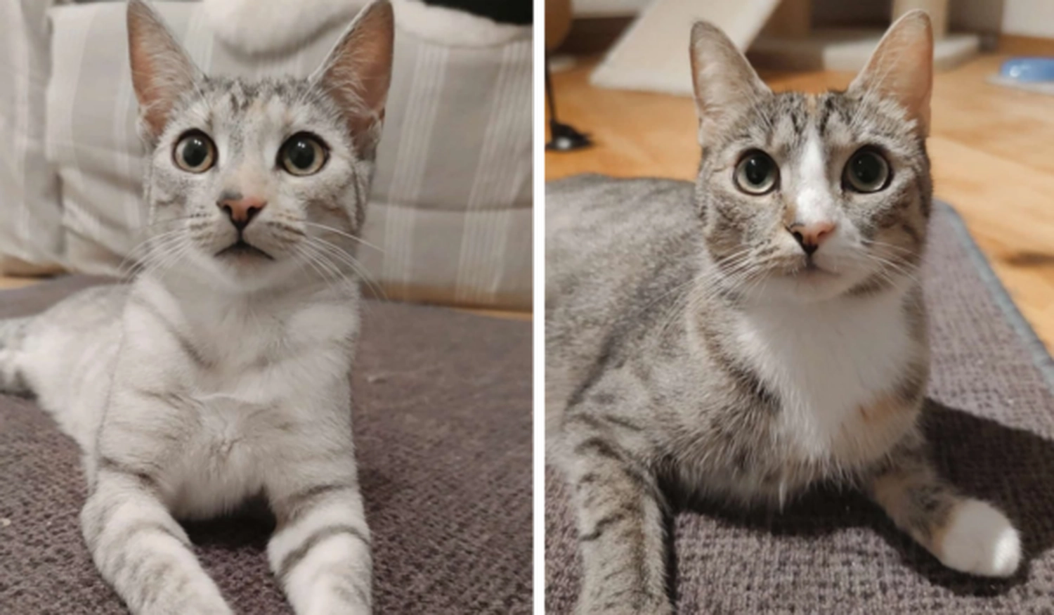Tierschutzorganisation Arche 90 e.V. - Katzen Cleo & Zoey – Mutter und Tochter