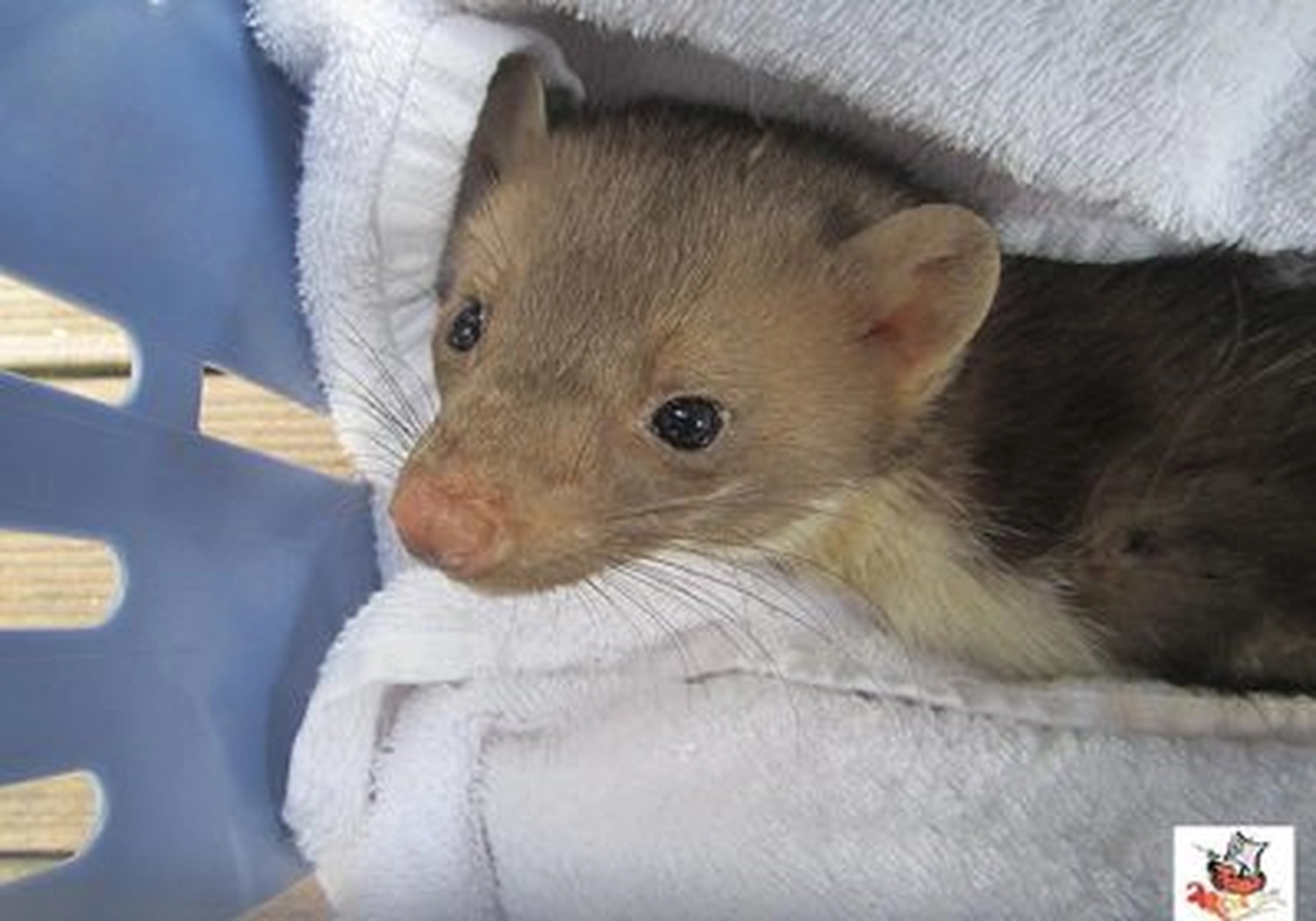 Tierschutzorganisation Arche 90 e.V. - Ein kleiner, brauner Marder mit großen dunklen Augen und einer rosa Nase, eng in ein weißes Handtuch gewickelt und schaut direkt in die Kamera.