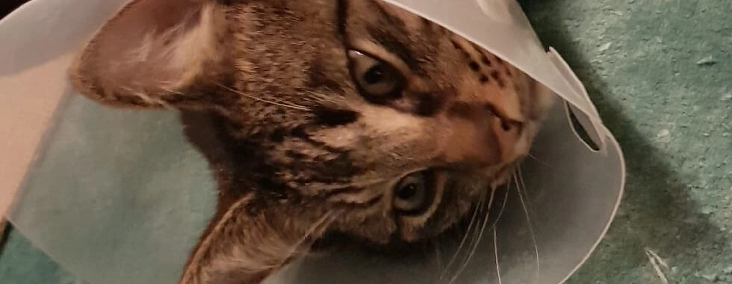 Tierschutzorganisation Arche 90 e.V. -  Katze