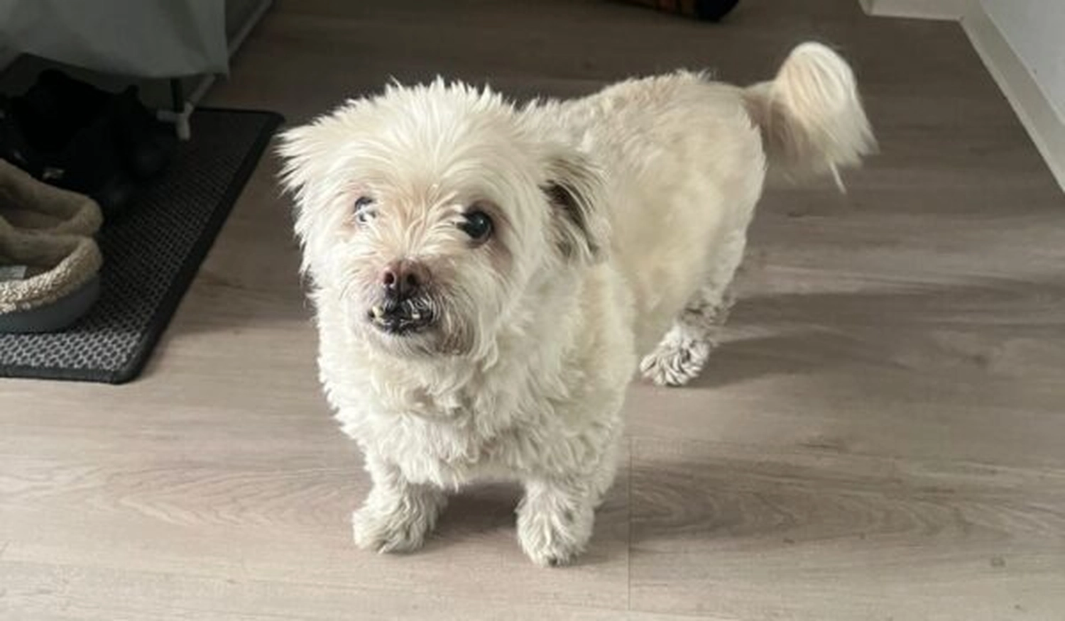 Tierschutzorganisation Arche 90 e.V. - Weißer Hund