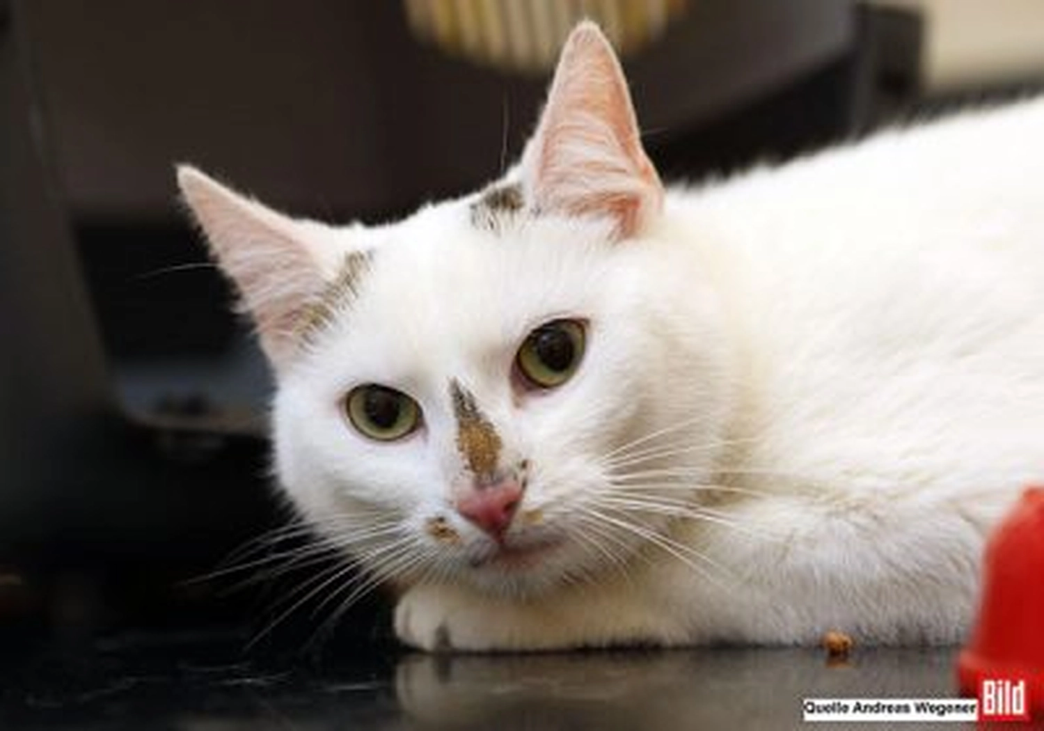 Tierschutzorganisation Arche 90 e.V. - Katze