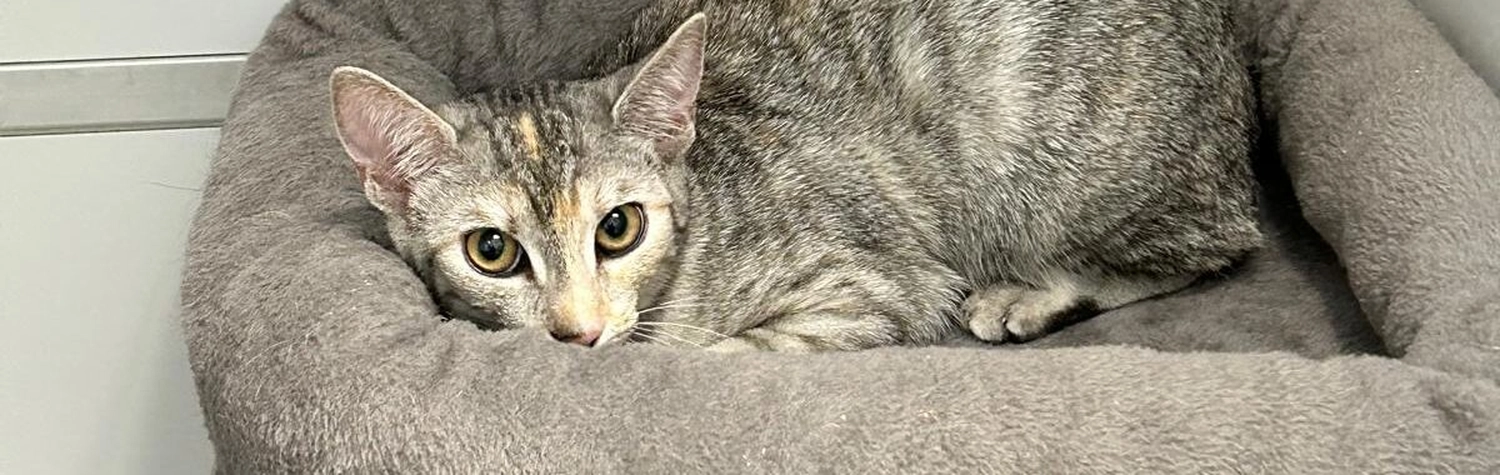 Tierschutzorganisation Arche 90 e.V. -  Katze