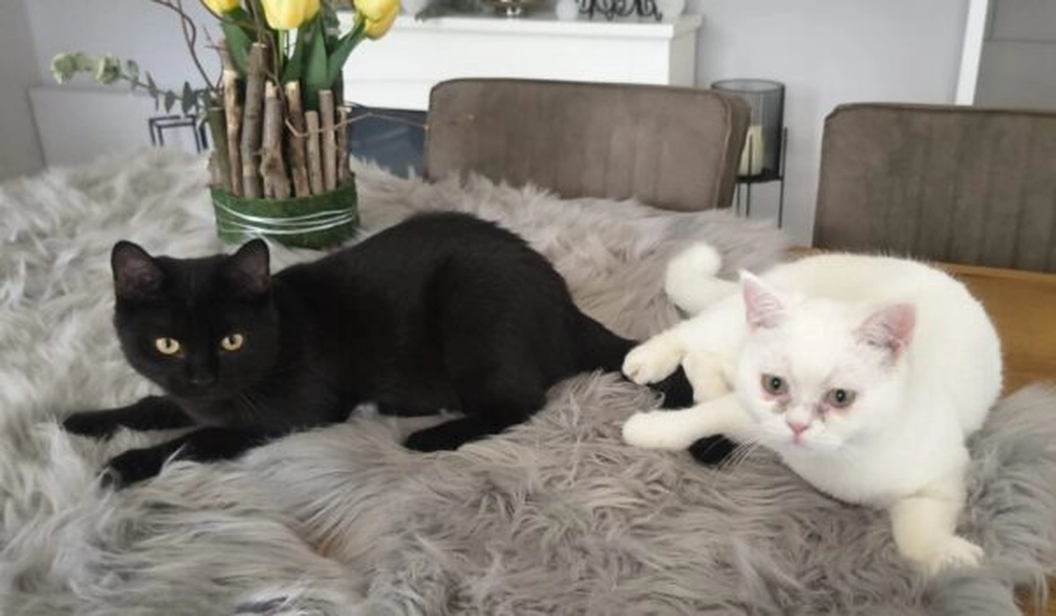 Tierschutzorganisation Arche 90 e.V. - Eine weiße und eine schwarze Katze sitzen zusammen.