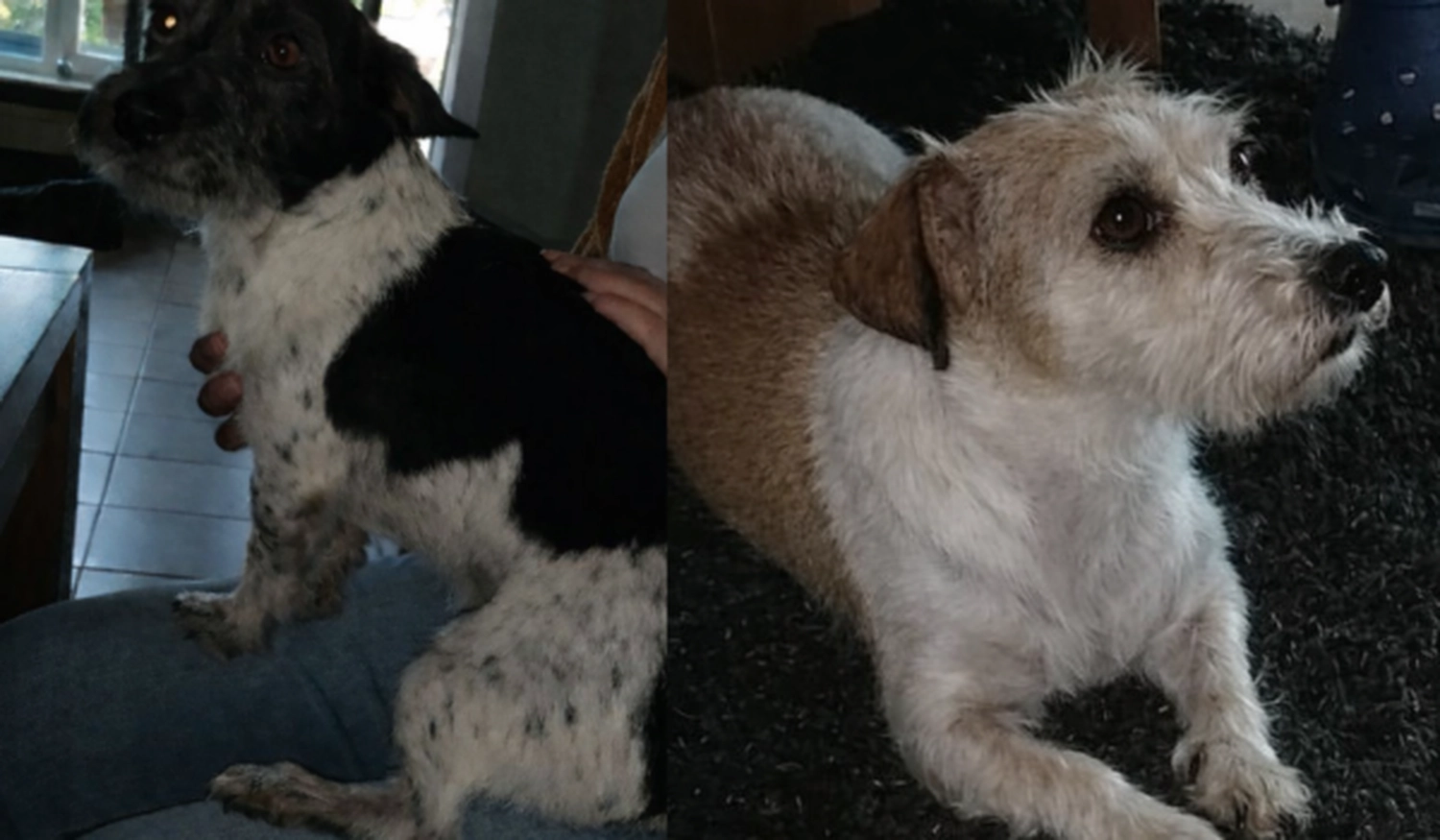 Tierschutzorganisation Arche 90 e.V. - Lasse und Lotta Hunden