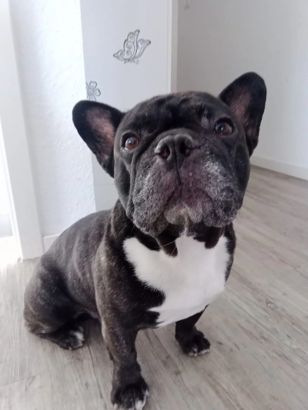 Tierschutzorganisation Arche 90 e.V. - Weißer Hund