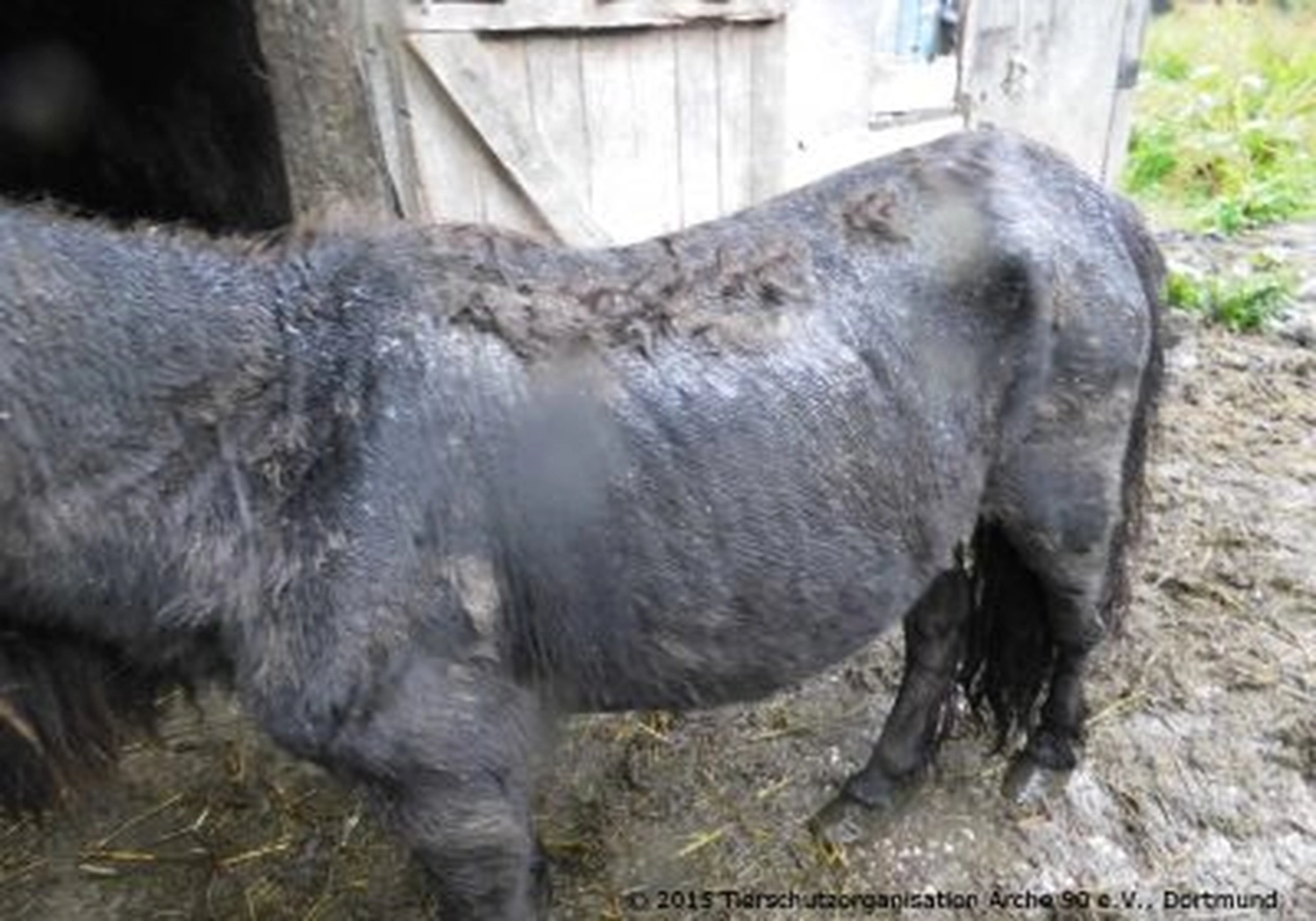 Tierschutzorganisation Arche 90 e.V. - Ein graues Shetlandpony mit grobem, verfilztem Fell steht im Freien neben einem Holzgebäude.