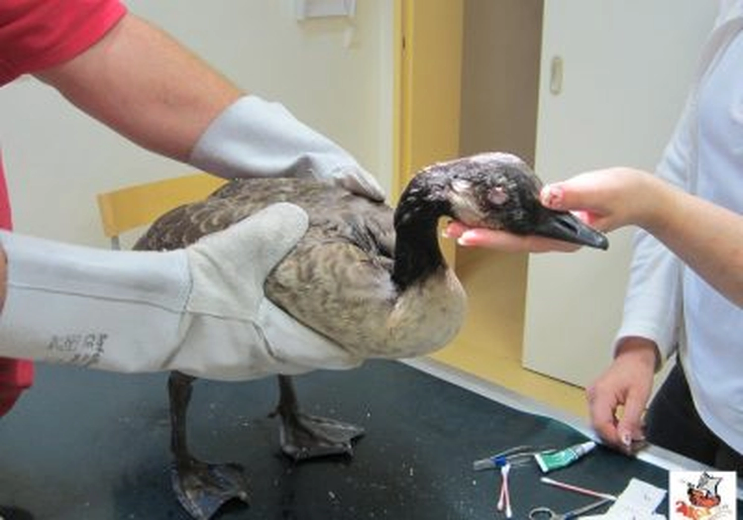 Tierschutzorganisation Arche 90 e.V. - Ein grau-weißer Wasservogel wird von einer Person mit dicken weißen Schutzhandschuhen vorsichtig auf einem Untersuchungstisch gehalten, während die Hand einer anderen Person auf den Schnabel des Vogels zeigt.