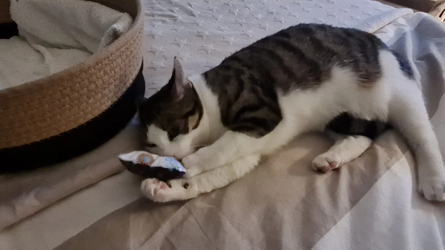 Tierschutzorganisation Arche 90 e.V. - Bella Katze