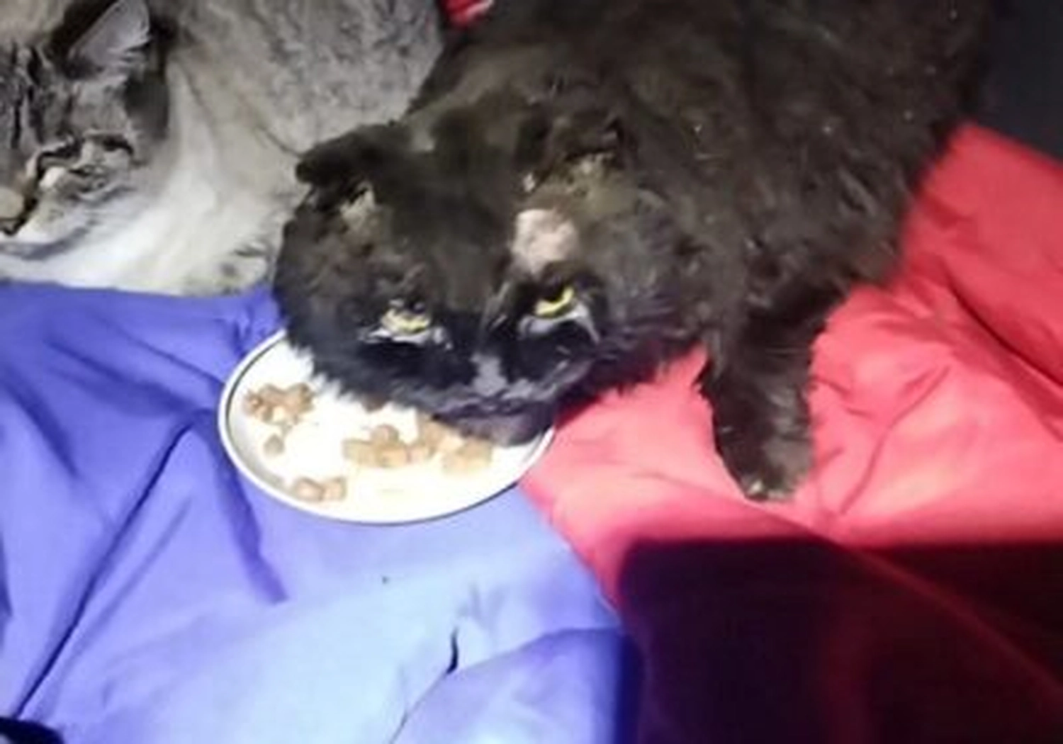 Tierschutzorganisation Arche 90 e.V. - Eine dunkle, struppige Katze mit verfilztem Fell und tränenden Augen frisst neben einer anderen Katze von einem Teller.