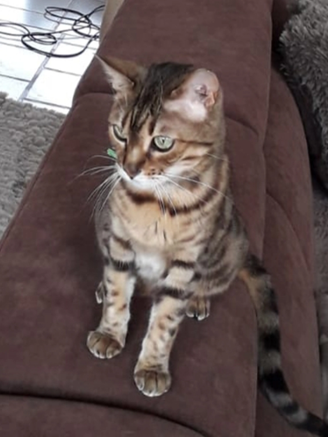 Tierschutzorganisation Arche 90 e.V. - Amy Katze